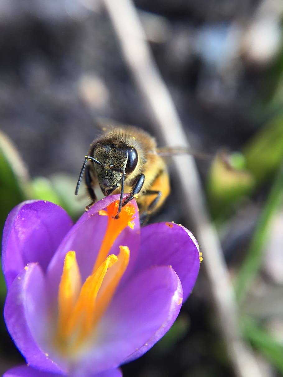 nature, insect, bee, flower, flowering plant, fragility, invertebrate HD wallpaper