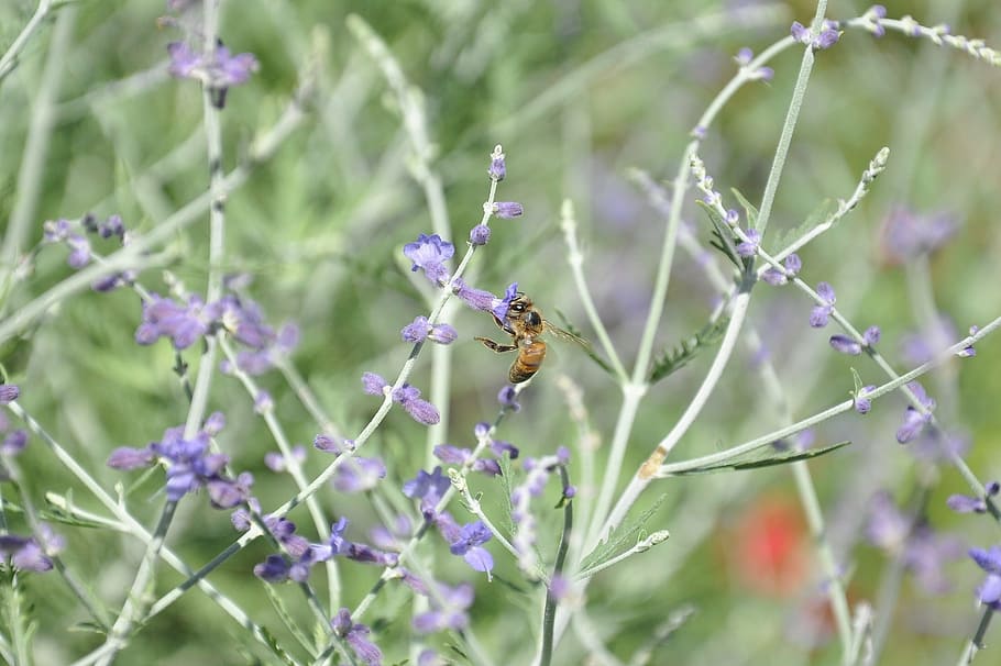 macro, nature, bees, texture, foliage, animal, animal themes HD wallpaper