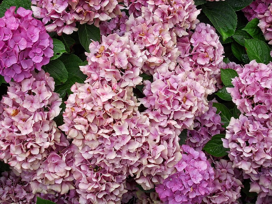 hydrangea, hortensia, flower, floral, garden, botany, pink, HD wallpaper