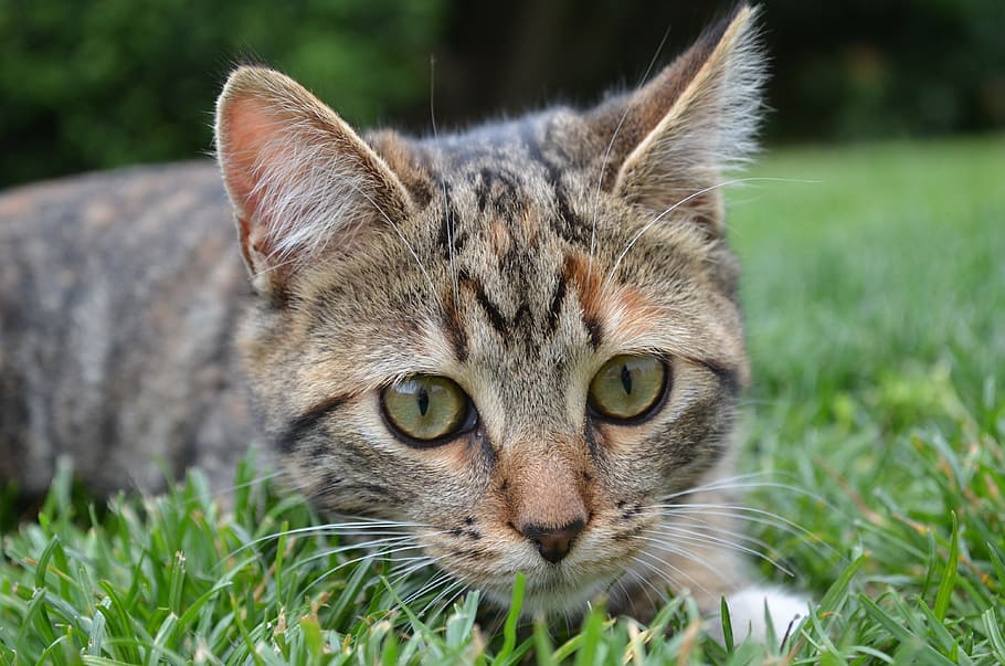 brown tabby cat, grass, domestic animal, tricolor, lying, feline, HD wallpaper