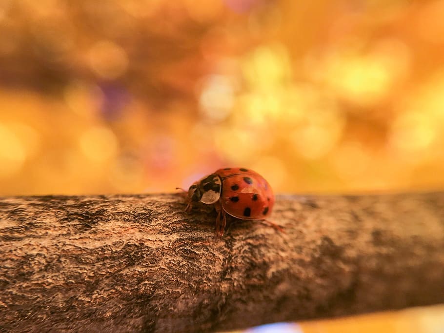 ladybug, ladybird, insect, invertebrate, beetle, animal wildlife HD wallpaper