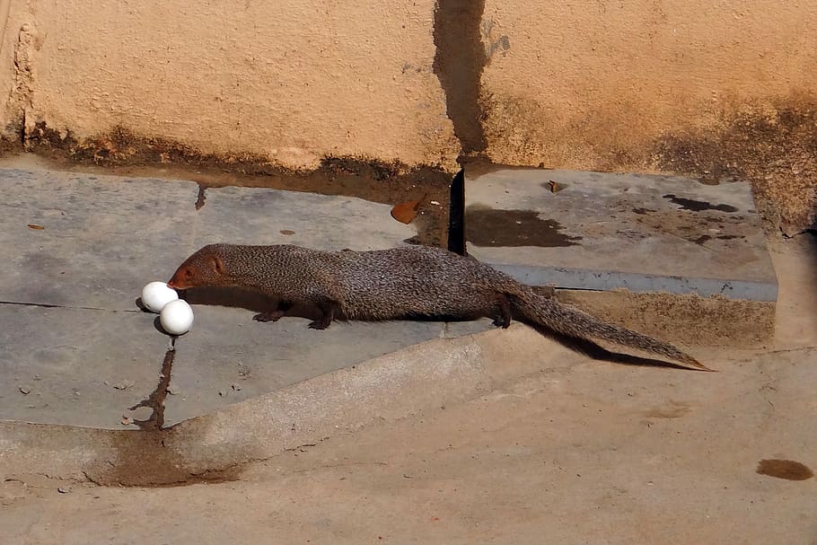 mongoose, grey, indian, egg, grappling, animal themes, one animal HD wallpaper