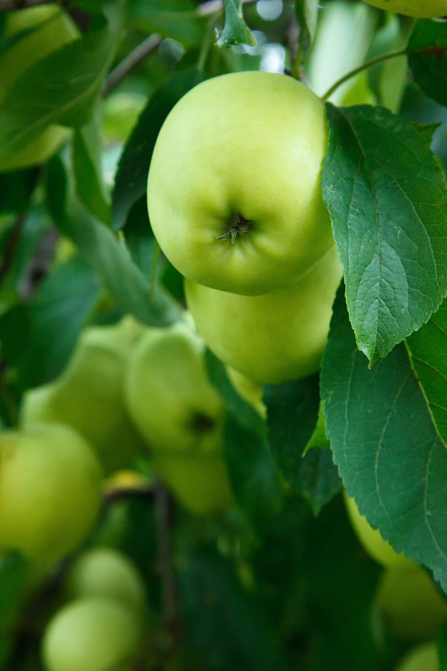 Apple, Branch, Bunch, Crop, Food, autumn, fresh, fruit, green HD wallpaper