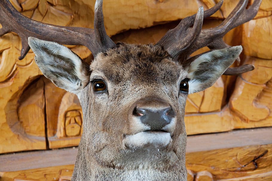 brown deer, animal, big, decoration, eyes, ears, fur, head, herbivore, HD wallpaper