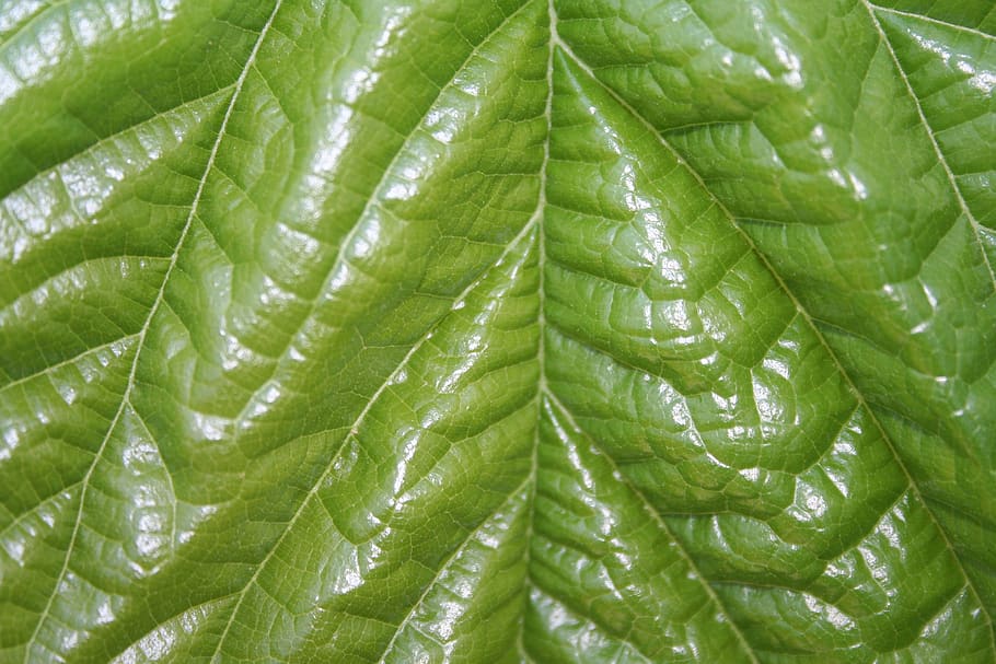 leaf, flora, nature, growth, environment, background, green HD wallpaper