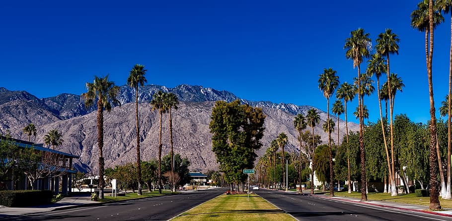 trees in between and on side of roads, palm springs, california, HD wallpaper