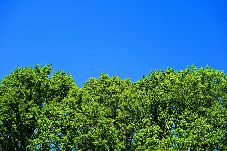 tree top, foliage, green, skies, blue skies, plant, sky, green color HD wallpaper