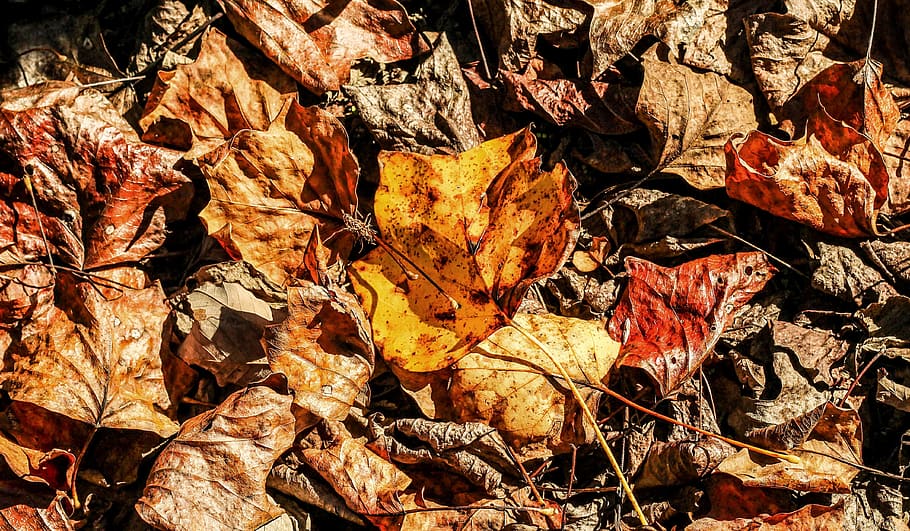 Hd Wallpaper Autumn Fallen Leaves Maple Poplar Oak Texture Change Wallpaper Flare