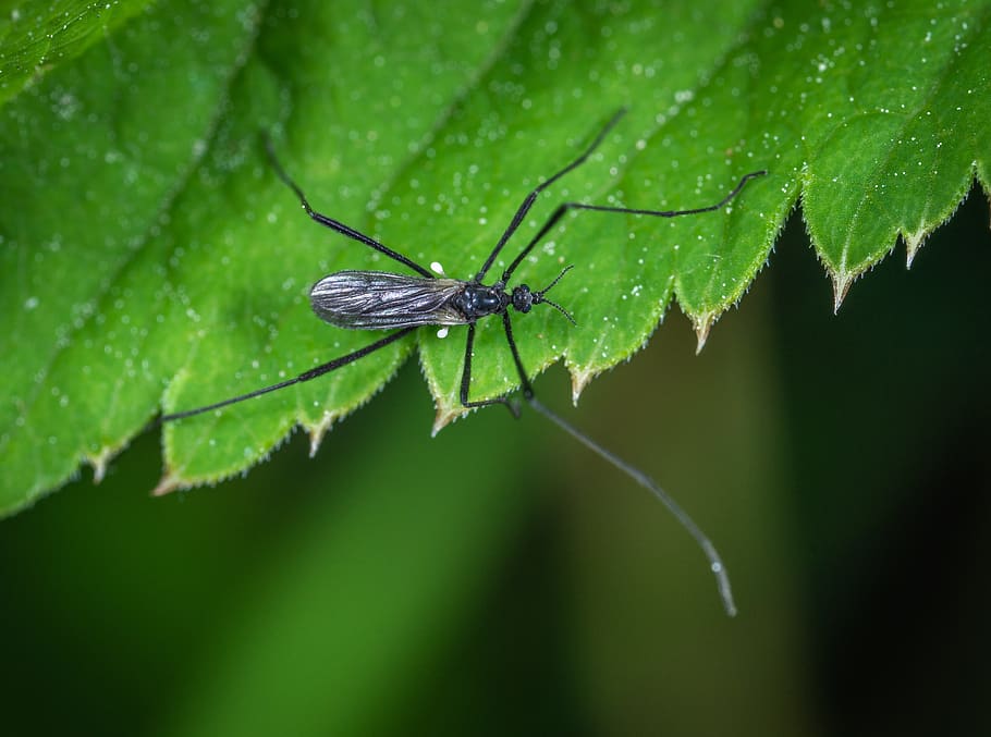 insect, macro, invertebrate, animal, animal wildlife, animal themes HD wallpaper