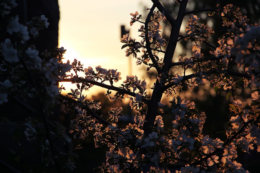 sunrise, flower, tree, sunset, blooming, plant, beauty in nature HD wallpaper