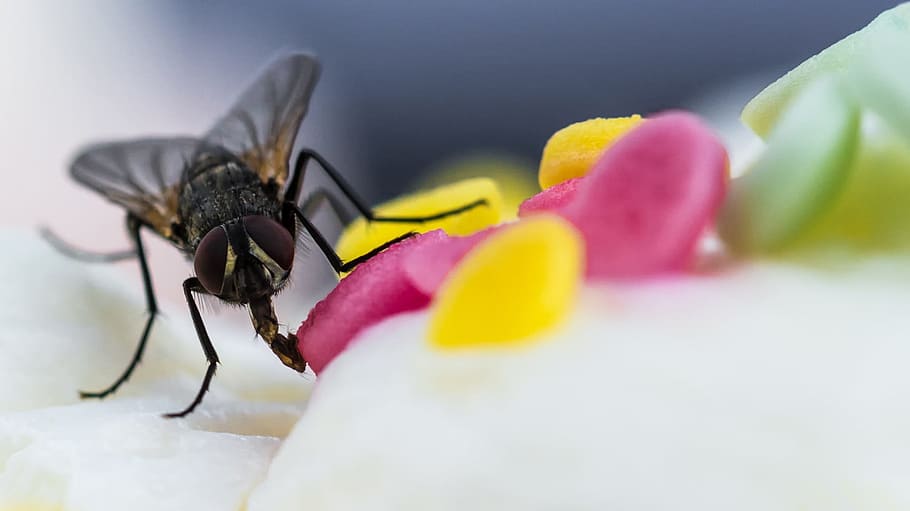 Fly, Macro, Insect, Cake, insect macro, selective focus, close-up HD wallpaper