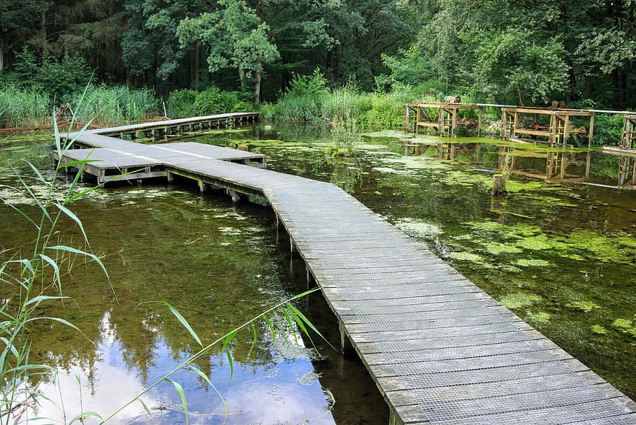Water, Swamp, Waters, waterloop, green, landscape, wooden bridge HD wallpaper