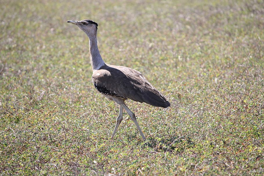Australia, Native, Bird, animal wildlife, ostrich, one animal HD wallpaper