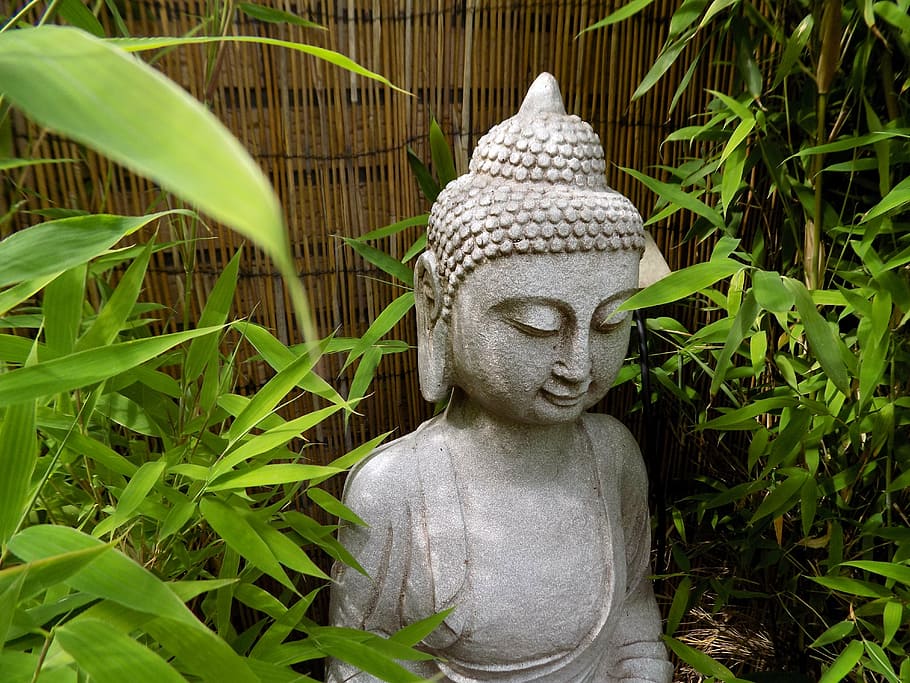 Gautama Buddha statue surrounded by green leafed plant, zen, buddhism