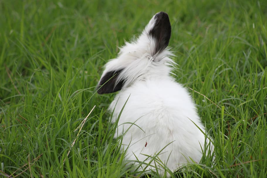 rabbits, bunny, nature, pets, garden, portrait, nero, white HD wallpaper
