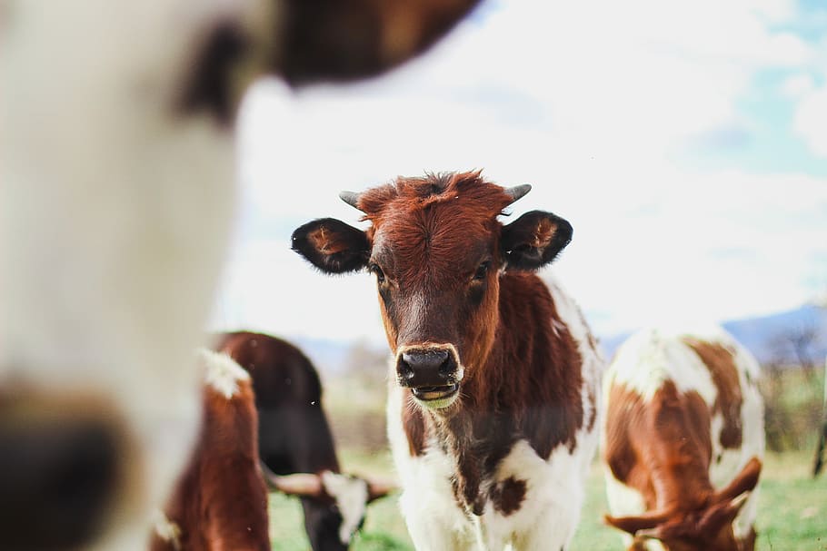 herd of cattles under white clouds at daytime, cow, field, farm HD wallpaper