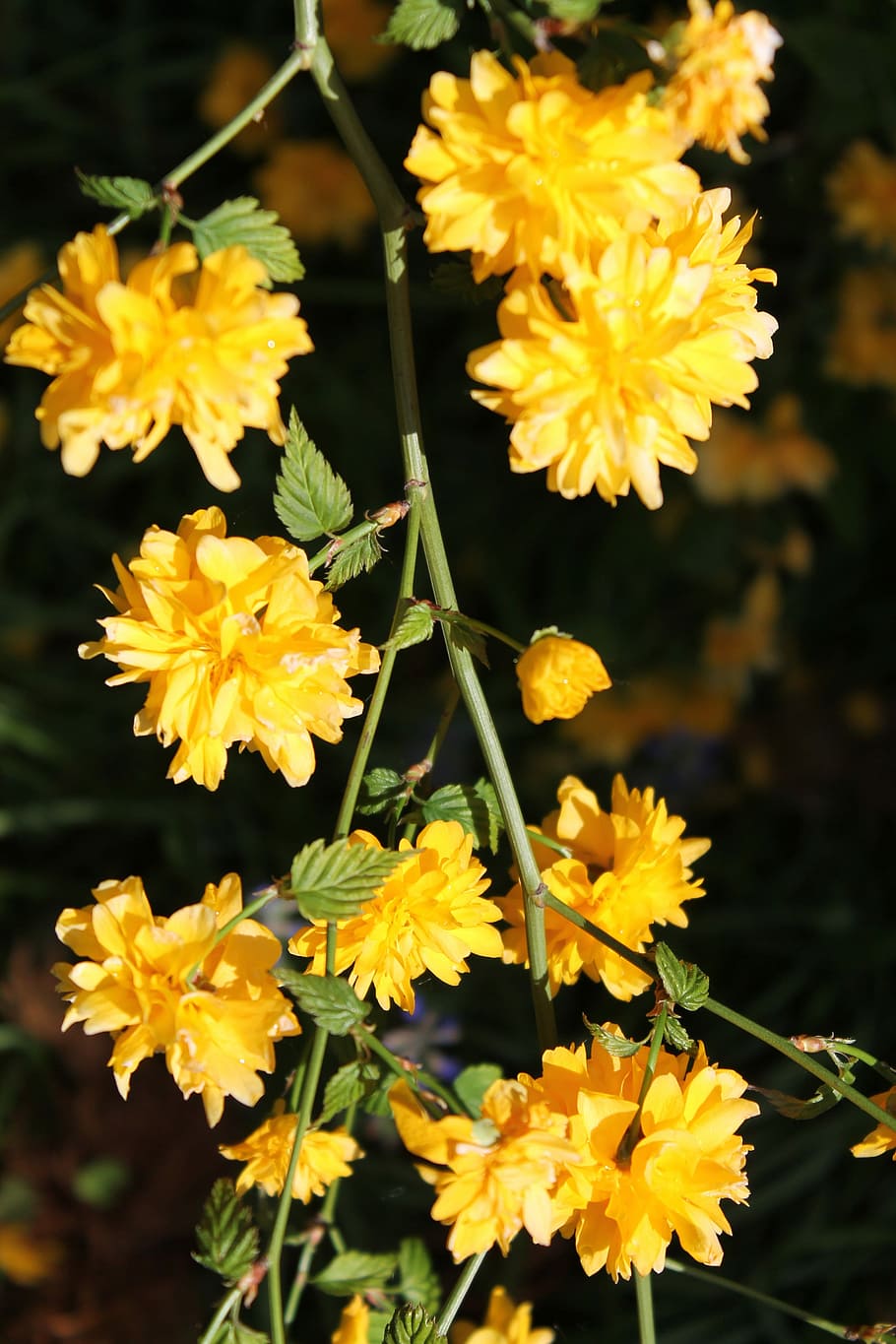 Flower, Spring, spring flowers, yellow, fragility, freshness HD wallpaper