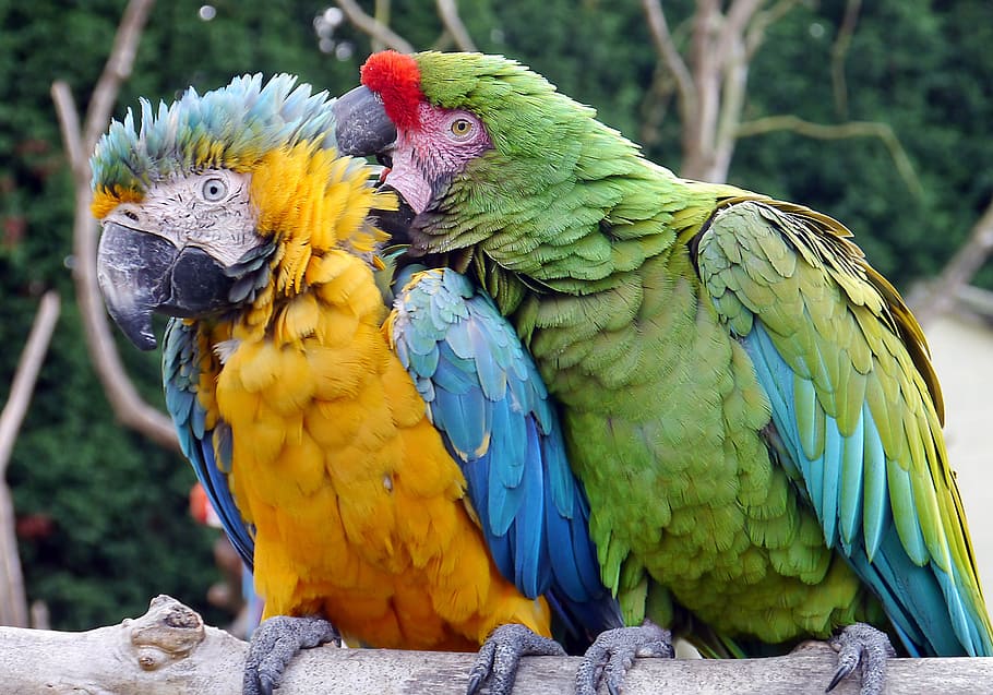 two green and yellow parrots perched on gray branch, macaw HD wallpaper