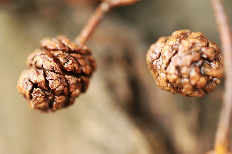 Pinecone, Nature, Forest, Spring, Macro, close-up, brown, no people HD wallpaper