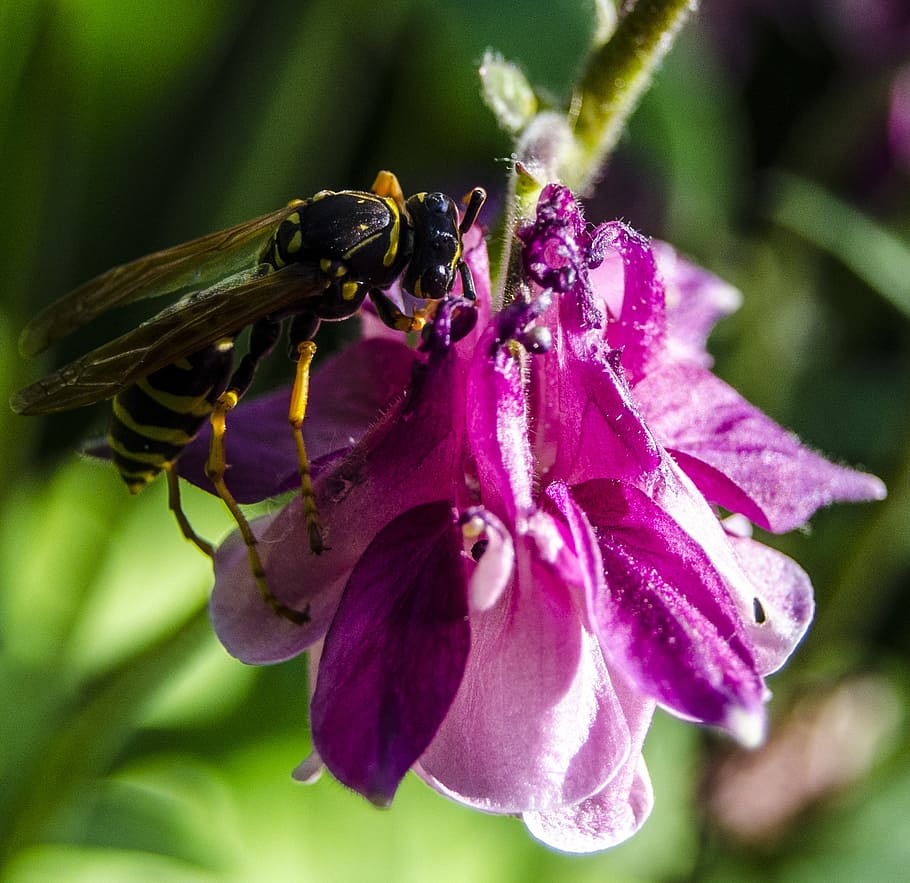 macro, bee, flower, green, turkey plant, nature, life, spring HD wallpaper