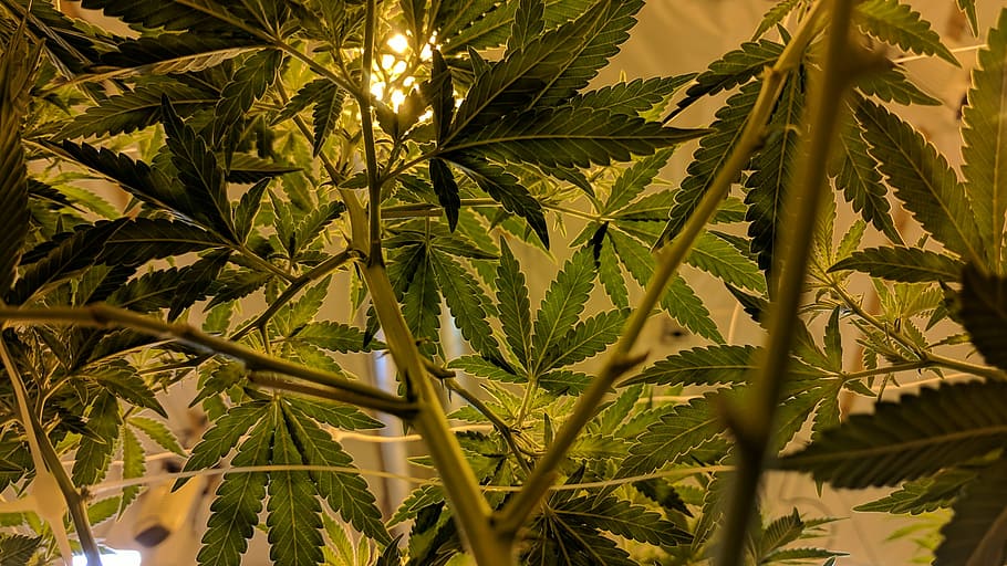 cannabis leaves and stem, green leafed plant, weed, marijuana