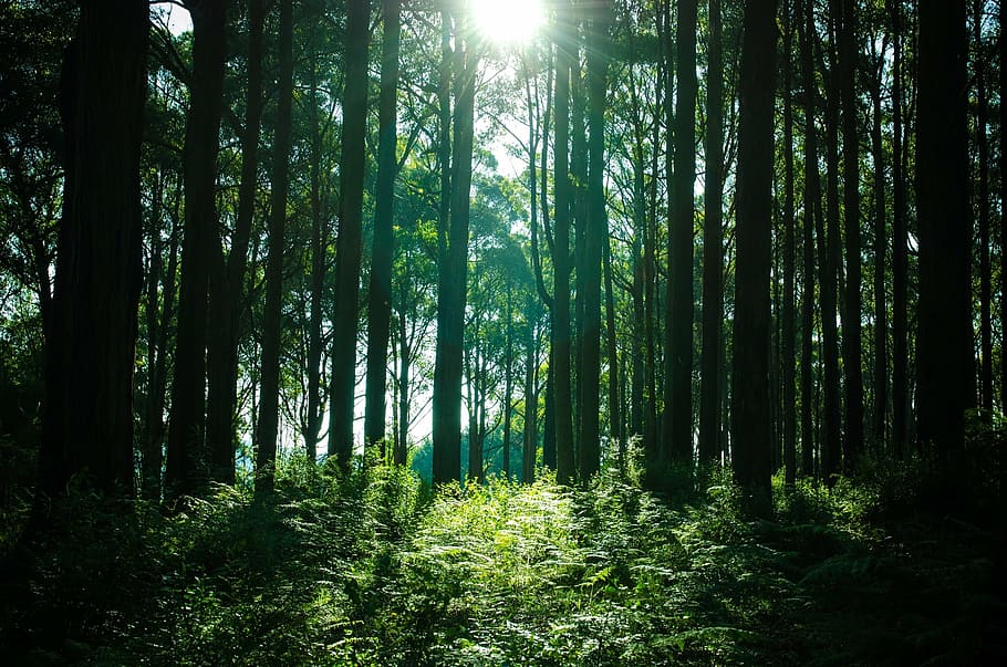 sun rays passing through forest trees, woods, nature, plant HD wallpaper