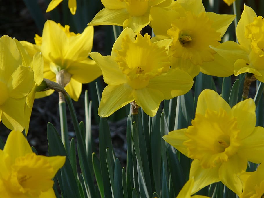 daffodil, spring, yellow, flower, narcissus, garden, floral HD wallpaper