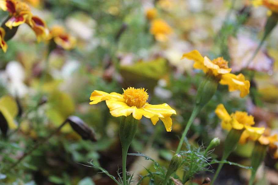 flower, nature, spring, plant, garden, natural, green, fresh HD wallpaper