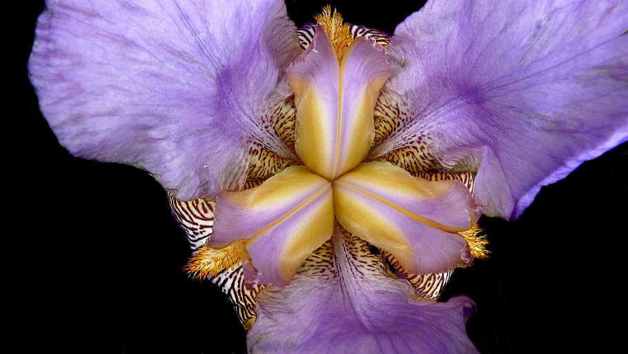 iris, flower, close up, flowering plant, fragility, freshness HD wallpaper