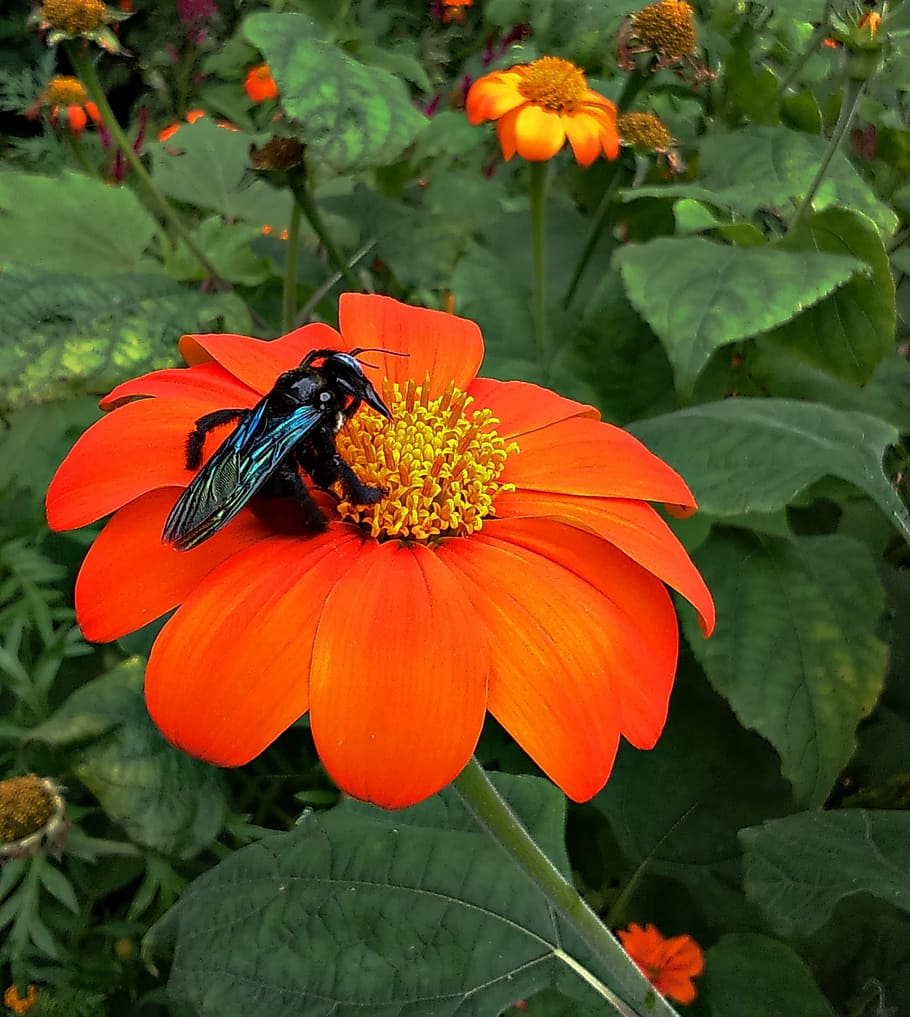 flower, bumble bee, insect, mexican sunflower, tithonia, japanese sunflower HD wallpaper