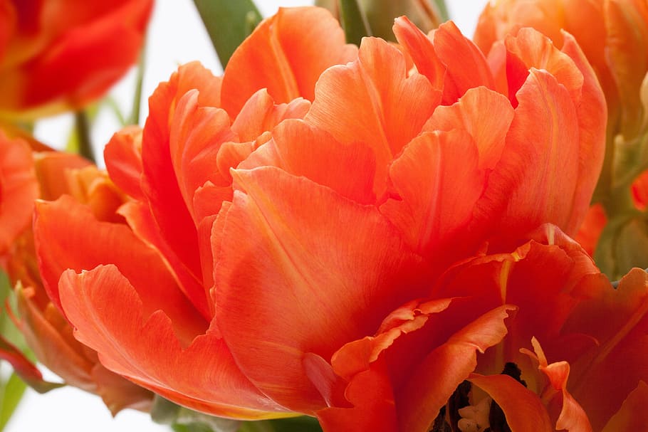 tulip, lily, spring, nature, flowers, tulips, schnittblume HD wallpaper