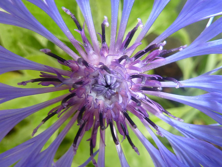 Cornflower, Purple, Violet, blossom, bloom, bud, blue, plant HD wallpaper