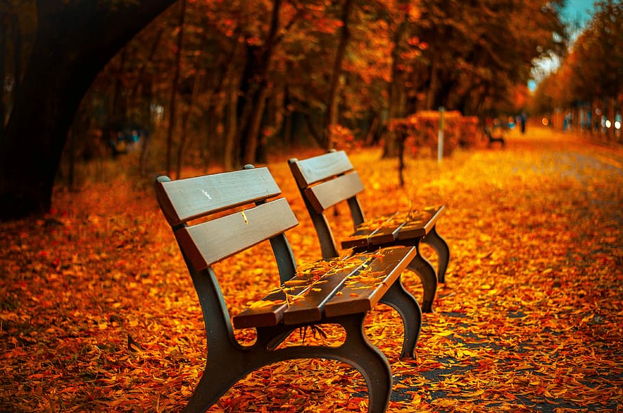 orange leaves on two empty benches, wallpaper, fall wallpapers HD wallpaper