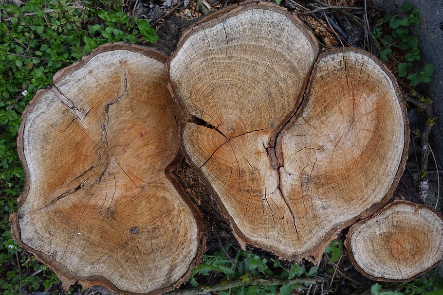 tree, stump, defeated, rings, wood, deforestation, log, timber HD wallpaper