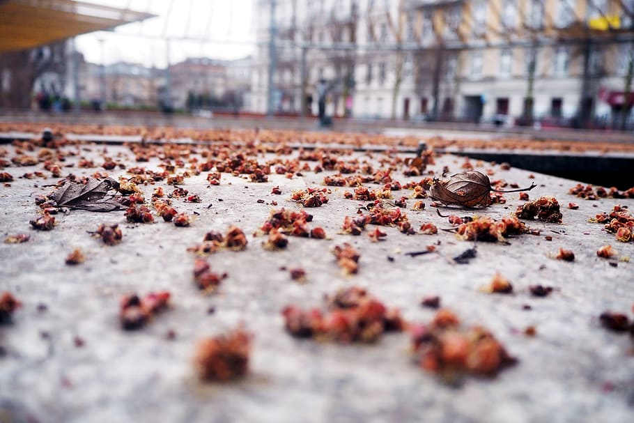ground, leaf, fall, autumn, outdoors, road, selective focus HD wallpaper