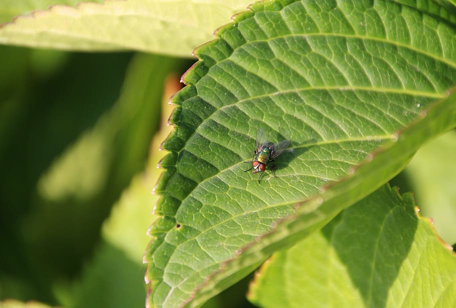 bluebottle, fly, green, insect, nature, leaf, animal, close-up HD wallpaper