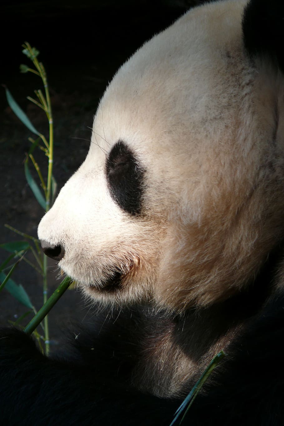 photo of panda, zoo, san diego, animals, mammals, the bear, fur, HD wallpaper
