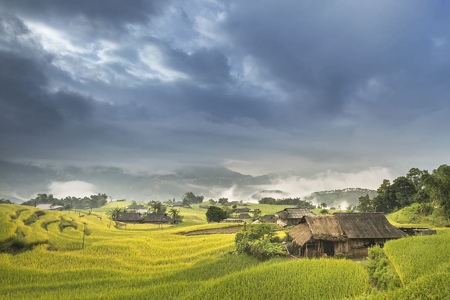 brown house surrounded by green field, vietnam, rice, rice field, HD wallpaper