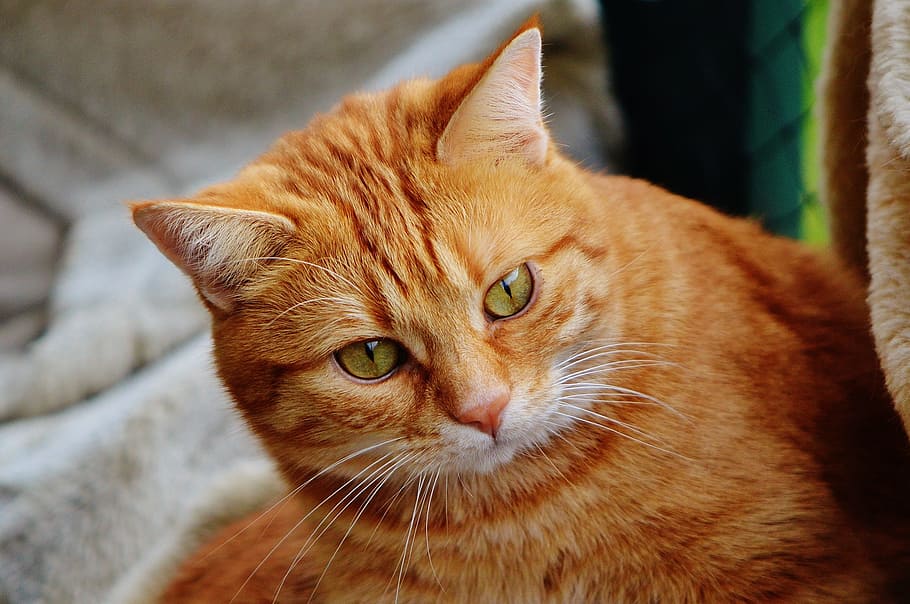 orange tabby cat in shallow focus photography, red, cute, mackerel HD wallpaper
