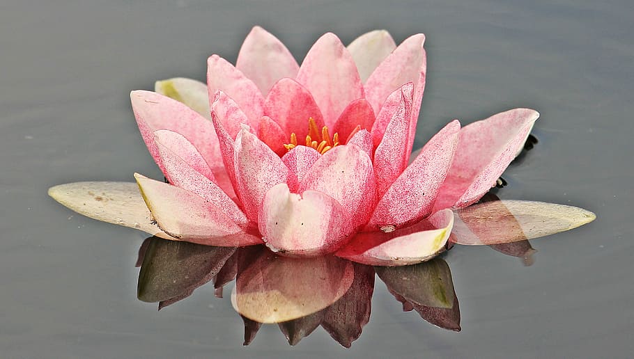 pink lotus flower on water, water lily, nuphar lutea, aquatic plant, HD wallpaper