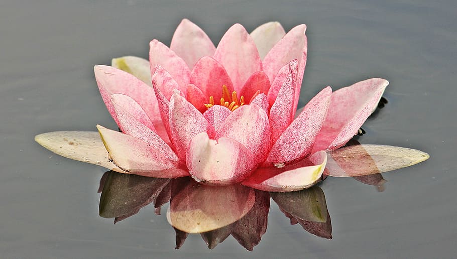 nuphar lutea aquarium