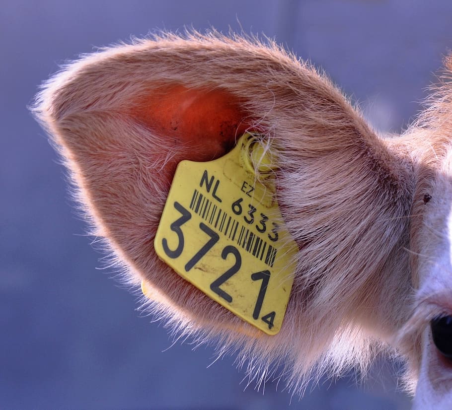 label, ear, tag, ear tag, livestock, farm, identification, animal HD wallpaper