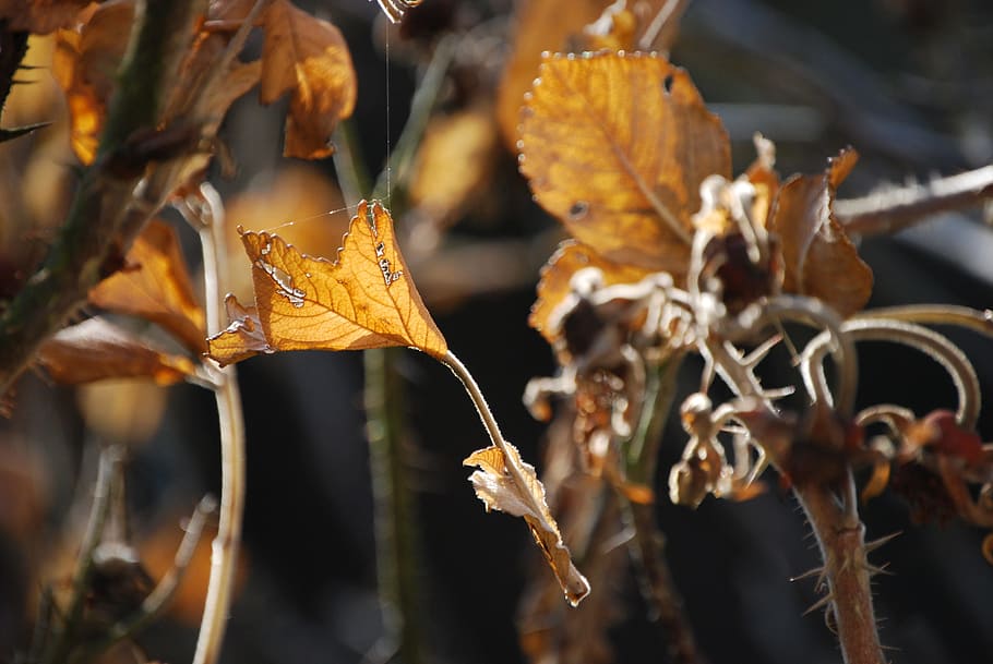 Fall Foliage, Cobweb, herbstimpression, autumn, close-up, no people, HD wallpaper