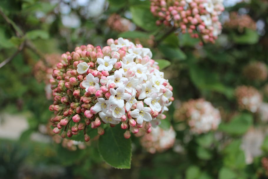 flowers, spring, pink, white, nature, flowering plant, beauty in nature HD wallpaper