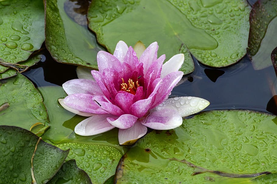 water lily, flower, blossom, bloom, pond, nature, aquatic plant, HD wallpaper