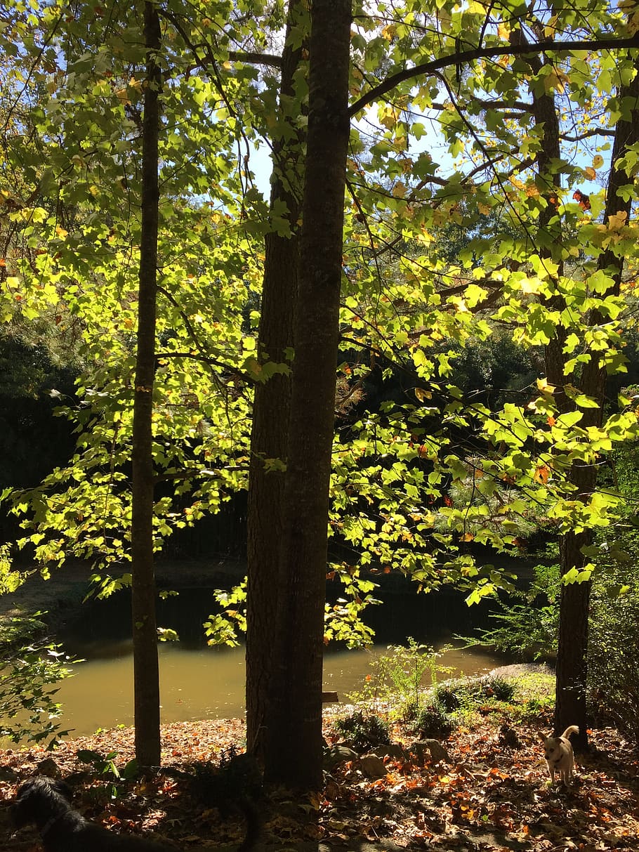 forest, trees, sunshine, day, green, nature, summer, lake, tranquil HD wallpaper