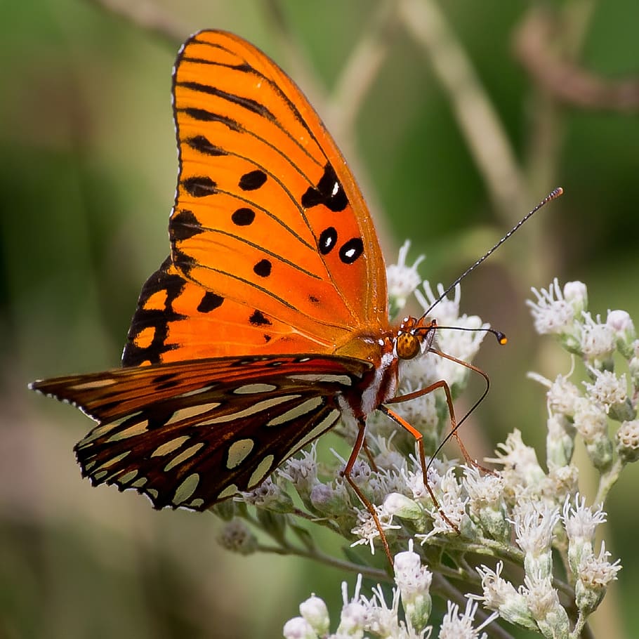 HD wallpaper: orange and black butterfly perched on flower, gulf fritillary  | Wallpaper Flare