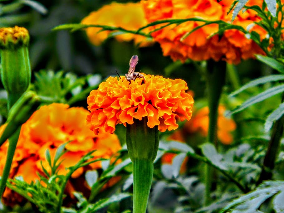 nature, flowers, flora, flowering plant, freshness, beauty in nature HD wallpaper