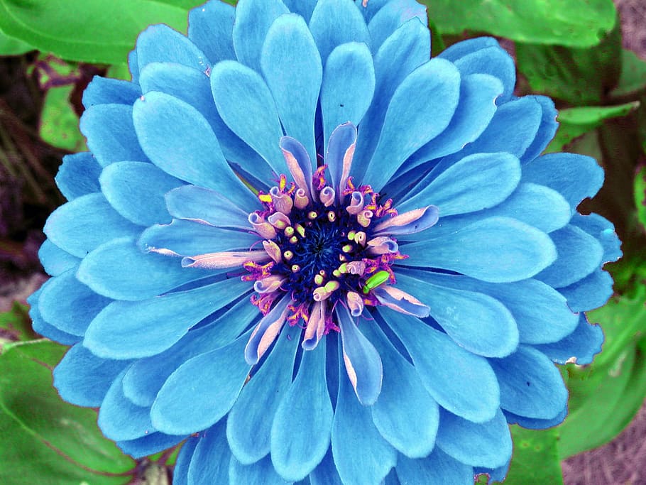 flower, blue, petals, bloom, garden, plant, botany, spring HD wallpaper