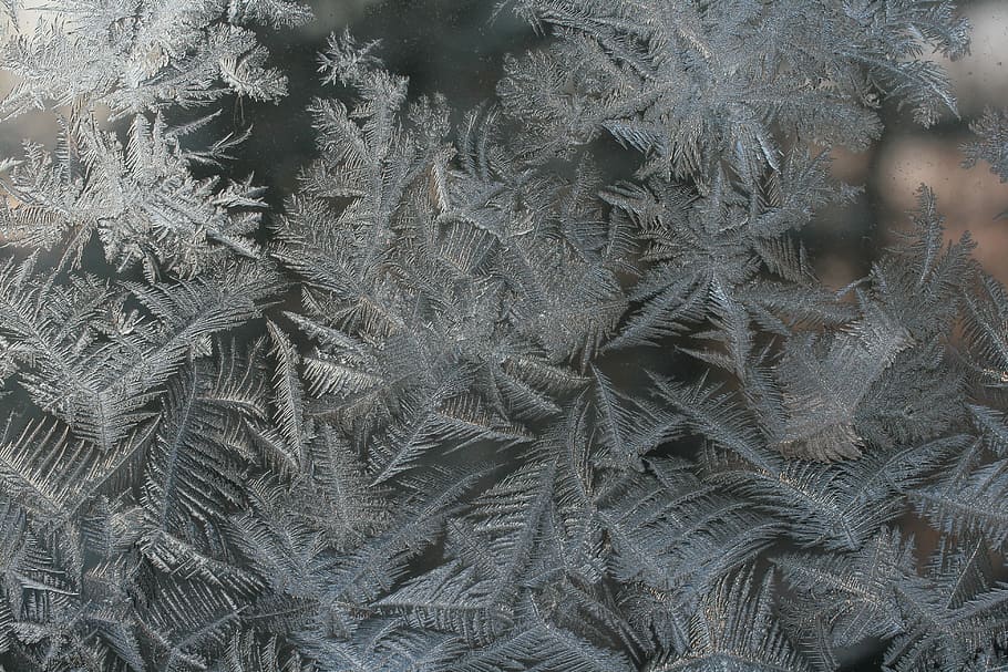 closeup photo of gray fern plant, grayscale photo of leaves, frost HD wallpaper